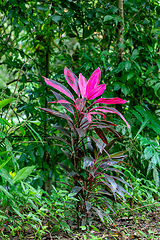 Image showing Cordyline fruticosa plant. Quepos, Manuel Antonio National Park wilderness.