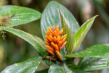 Image showing Renealmia cernua, Renealmia is a plant genus in the family Zingiberaceae. Tapanti