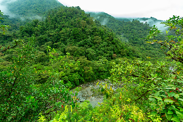 Image showing Rainforest in Tapanti national park, Costa Rica