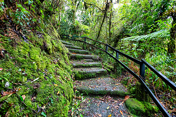 Image showing Rainforest in Tapanti national park, Costa Rica