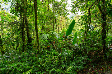 Image showing Rainforest in Tapanti national park, Costa Rica