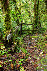 Image showing Rainforest in Tapanti national park, Costa Rica