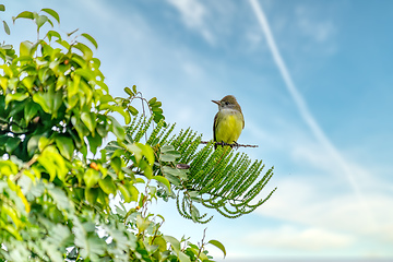 Image showing Tropical kingbird, Tyrannus melancholicus. Quepos, Manuel Antonio National Park wilderness. Wildlife and bird watching in Costa Rica.