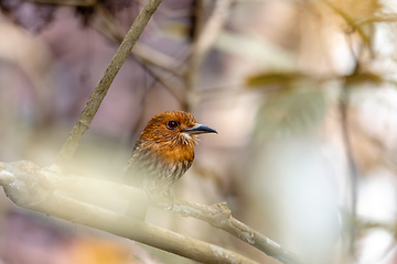 Image showing White-whiskered Puffbird, Malacoptila panamensis, Costa Rica