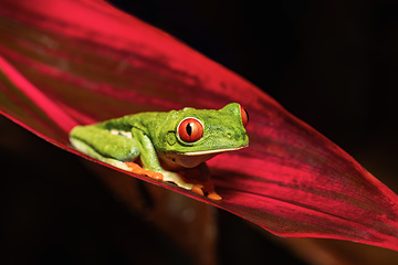 Image showing Red-eyed tree frog (Agalychnis callidryas) Cano Negro, Costa Rica wildlife