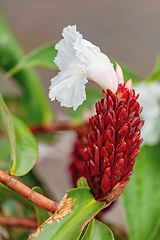 Image showing Alpinia purpurata will grow in rainforest of Costa Rica. Quepos