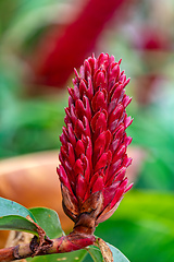 Image showing Alpinia purpurata will grow in rainforest of Costa Rica. Quepos