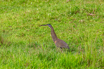 Image showing Bare-throated tiger heron, Tigrisoma mexicanum. River Rio Bebedero, Palo Verde National park Wildlife Reserve, Costa Rica wildlife