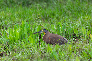 Image showing Bare-throated tiger heron, Tigrisoma mexicanum. River Rio Bebedero, Palo Verde National park Wildlife Reserve, Costa Rica wildlife