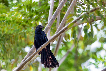 Image showing Bird, groove-billed ani, Crotophaga sulcirostris, Guanacaste Costa Rica