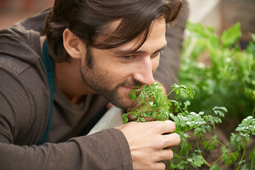 Image showing Man, garden and smelling herbs in nursery for aroma, freshness or quality check with smile. Male person, happy and satisfied with scent of greenery for cultivation, growth or selling in plant shop