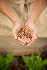 Image showing Closeup, man and hands together with seeds for planting, growth and development in greenhouse. Male person, kneel and examine grains for setting, cultivation and produce of vegetables in nursery