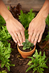 Image showing Closeup, hands and plant in pot for gardening, hobby or reaction activity in nursery. Nature, growth and development of vegetables for sustainability, cultivation and agriculture in greenhouse