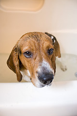 Image showing Beagle Dog in the Bathtub