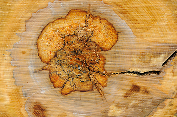 Image showing Detailed close-up of tree ring patterns and crack on a cut wood 
