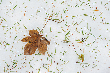 Image showing Autumn leaf resting on fresh snow with scattered pine needles