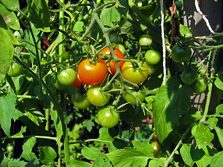 Image showing tomato cluster