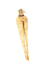 Image showing Forked and Misshaped Parsnip Vegetable