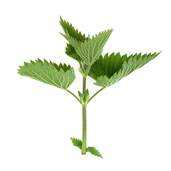 Image showing Nettle Leaves used in Natural Alternative Herbal Medicine