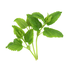 Image showing Lemon Balm Herb Plant Natural Herbal Medicine