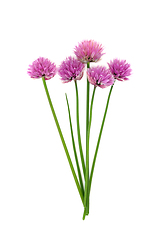 Image showing Chive Blossom Natural Herbal Medicine