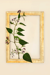 Image showing Deadly Nightshade Plant with Abstract Gold Frame   