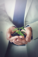 Image showing Entrepreneur, hands and plant for sustainability, future and investment for earth day. Businessperson, soil and closeup for green business, development and recycling for enterprise and nature