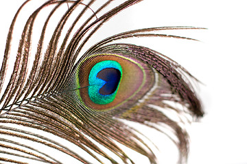 Image showing Isolated Peacock Feather