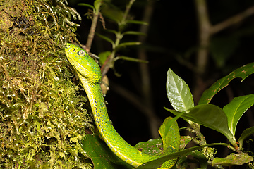 Image showing Bothriechis lateralis, Green green snake, Santa Elena, Costa Rica wildlife