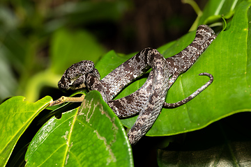 Image showing Clouded snake (Sibon nebulatus), Tortuguero, Costa Rica wildlife
