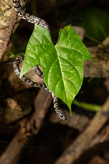 Image showing Clouded snake (Sibon nebulatus), Tortuguero, Costa Rica wildlife