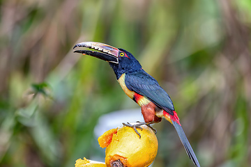 Image showing Collared aracari, Pteroglossus torquatus. Bird in the toucan family. Tortuguero, Wildlife and birdwatching in Costa Rica.