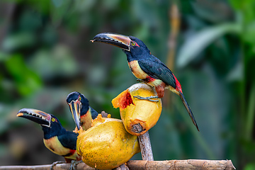 Image showing Collared aracari, Pteroglossus torquatus. Bird in the toucan family. Tortuguero, Wildlife and birdwatching in Costa Rica.