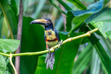 Image showing Collared aracari, Pteroglossus torquatus. Bird in the toucan family. Tortuguero, Wildlife and birdwatching in Costa Rica.