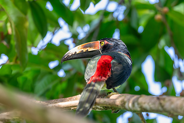 Image showing Collared aracari, Pteroglossus torquatus. Bird in the toucan family. Tortuguero, Wildlife and birdwatching in Costa Rica.