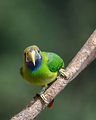 Image showing Emerald toucanet (Aulacorhynchus prasinus), San Gerardo, Costa Rica