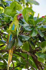 Image showing Great green macaw, Ara ambiguus. Tortuguero, Wildlife and birdwatching in Costa Rica.