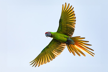 Image showing Great green macaw, Ara ambiguus. Tortuguero, Wildlife and birdwatching in Costa Rica.