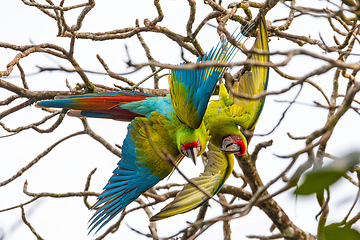 Image showing Great green macaw, Ara ambiguus. Tortuguero, Wildlife and birdwatching in Costa Rica.