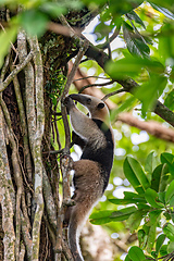 Image showing Northern tamandua, Tortuguero Cero, Costa Rica wildlife