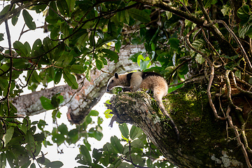 Image showing Northern tamandua, Tortuguero Cero, Costa Rica wildlife