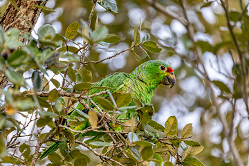 Image showing Red-lored amazon or red-lored parrot, Curubande, Costa Rica