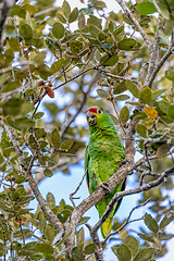 Image showing Red-lored amazon or red-lored parrot, Curubande, Costa Rica