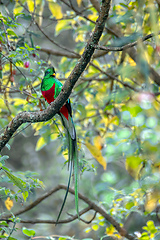 Image showing Resplendent quetzal, Pharomachrus mocinno, San Gerardo de Dota, Wildlife and bird watching in Costa Rica.