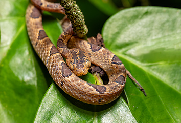 Image showing Small-spotted Cat-eyed Snake, Leptodeira polysticta, Tortuguero, Costa Rica