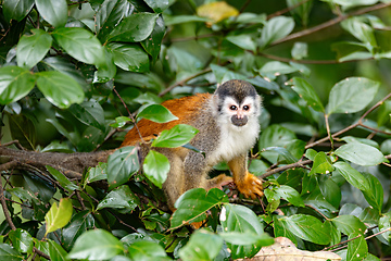 Image showing Central American squirrel monkey, Saimiri oerstedii, Quepos, Costa Rica wildlife