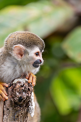 Image showing Central American squirrel monkey, Saimiri oerstedii, Quepos, Costa Rica wildlife