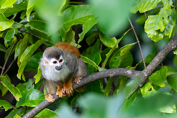 Image showing Central American squirrel monkey, Saimiri oerstedii, Quepos, Costa Rica wildlife