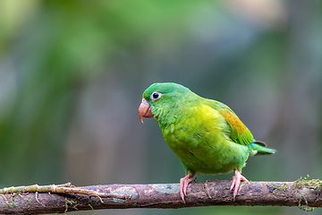 Image showing Small green parrot Tirika tovi - Brotogeris jugularis, tirika tovi. La Fortuna, Volcano Arenal,Costa Rica.