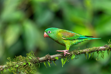 Image showing Small green parrot Tirika tovi - Brotogeris jugularis, tirika tovi. La Fortuna, Volcano Arenal,Costa Rica.